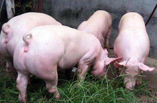 8月21日，國務(wù)院常務(wù)會(huì)議指出“地方要立即取消超出法律法規(guī)的生豬禁養(yǎng)、限養(yǎng)規(guī)定”